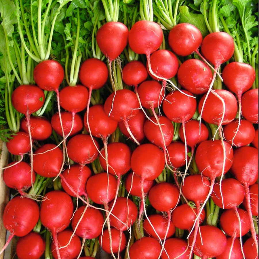 Rivoli Hybrid Radish Seeds - Plants Seeds