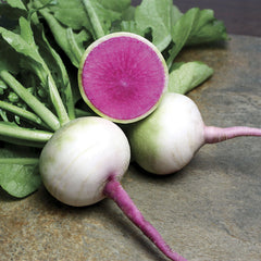 Starburst Hybrid Radish Seeds - Plants Seeds