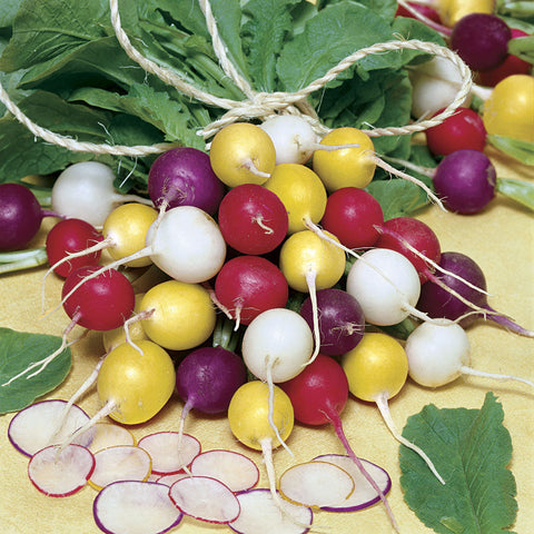 Park's Beauty Blend Radish Seeds - Plants Seeds