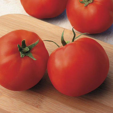 Big Yummy Hybrid Tomato Seeds - Seedsplant