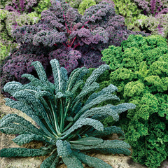 Organic Kale Garden Blend - Plants Seeds