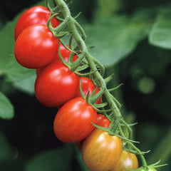 Patio Choice Red Cherry Tomato Seeds