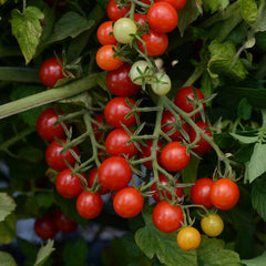 Candyland Red Hybrid Tomato Seeds - Plants Seeds