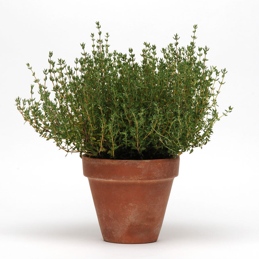 SimplyHerbs&trade; Thyme Seeds - Plants Seeds