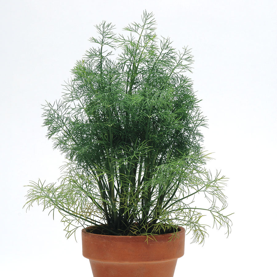 SimplyHerbs&trade; Dill Seeds - Plants Seeds