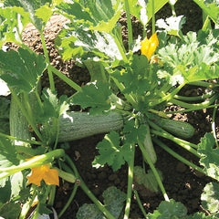 Greyzini Hybrid Squash Seeds - Plants Seeds