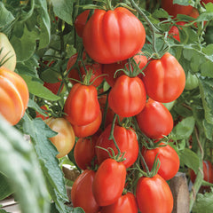Giant Garden Paste Hybrid Tomato Seeds - Plants Seeds