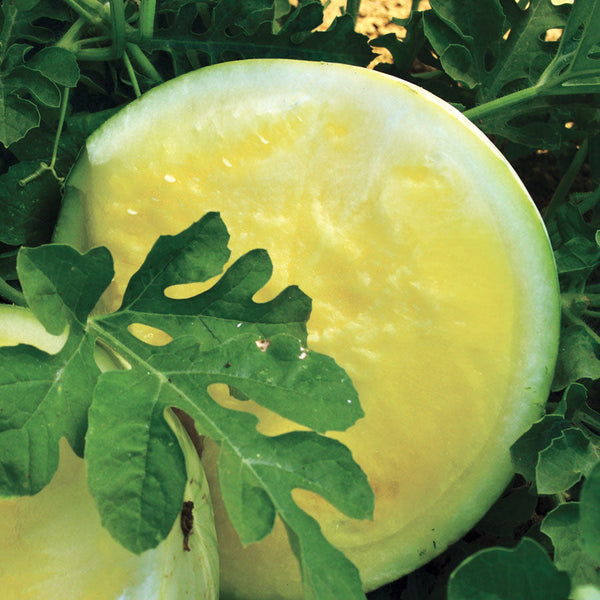 Triple Gold Hybrid Watermelon Seeds