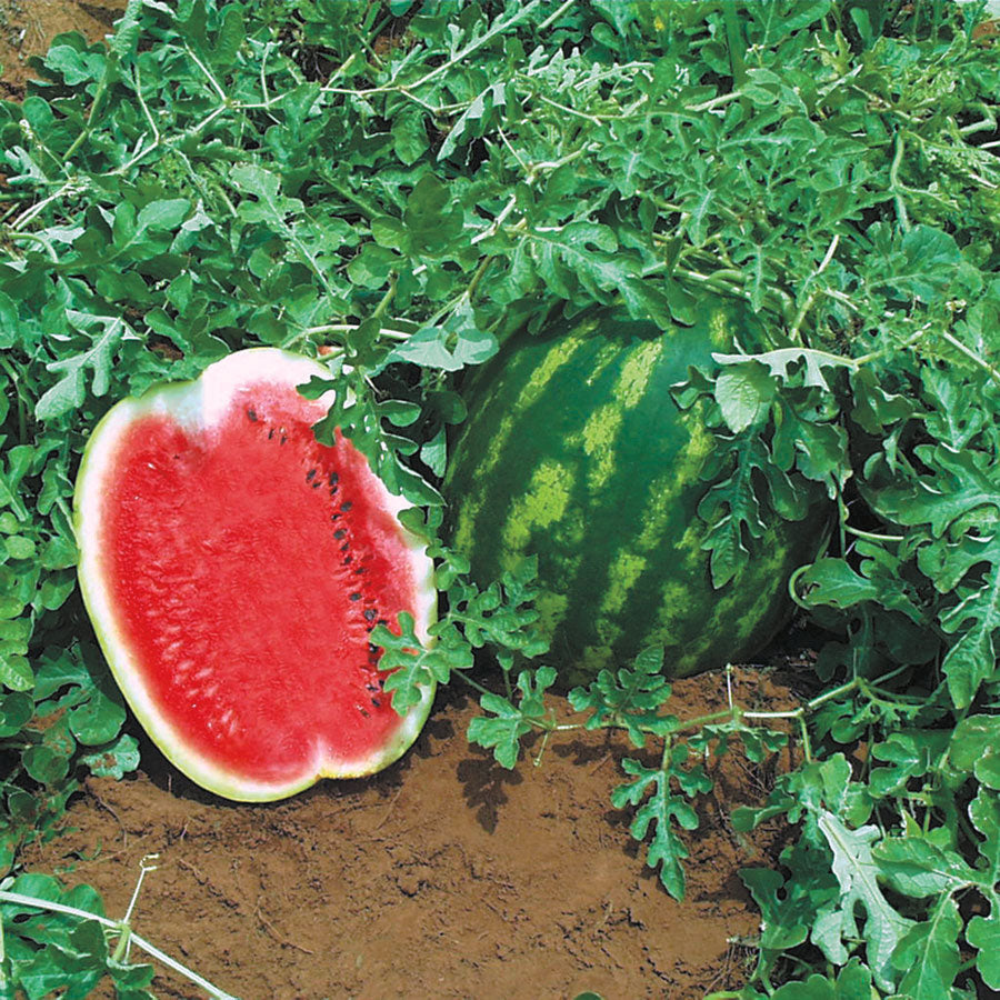 plant seedless watermelon seeds Top Gun Hybrid Watermelon Seeds