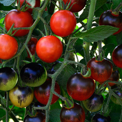 Midnight Snack Hybrid Tomato Seeds - Plants Seeds