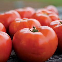 Park's Legacy Tomato Seeds - Plants Seeds