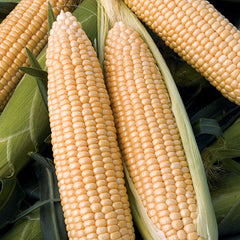 Corn Passion Hybrid - Plants Seeds