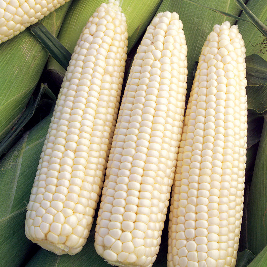 Corn Devotion Hybrid - Plants Seeds