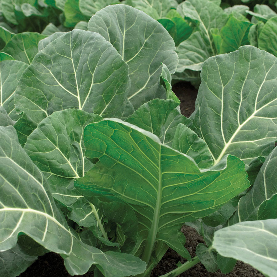 Collards Flash - Seedsplant