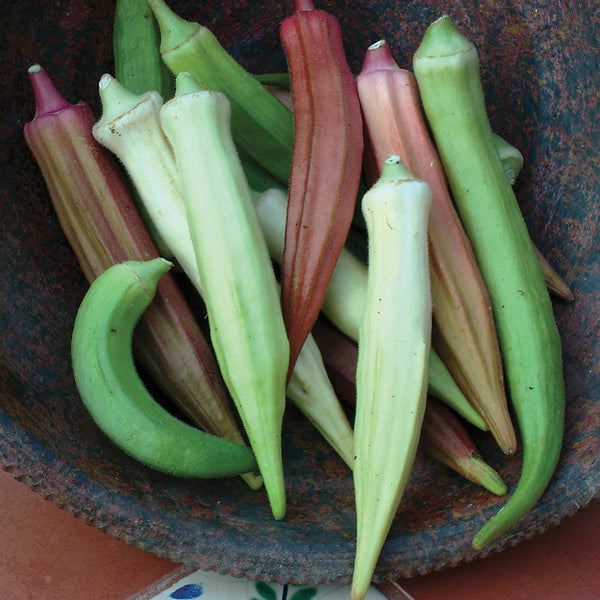 Rainbow Fiesta Okra Seeds