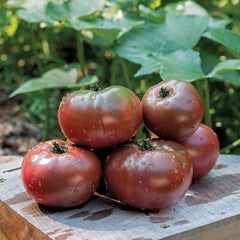 Tomato Purple Boy - Plants Seeds