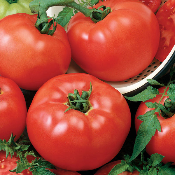 Tomato Chefs Choice Red Hybrid