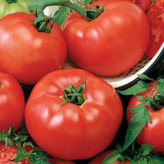 Tomato Chef's Choice Red Hybrid - Plants Seeds