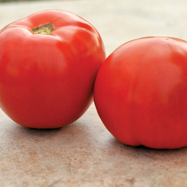 Roadster Hybrid Tomato Seeds