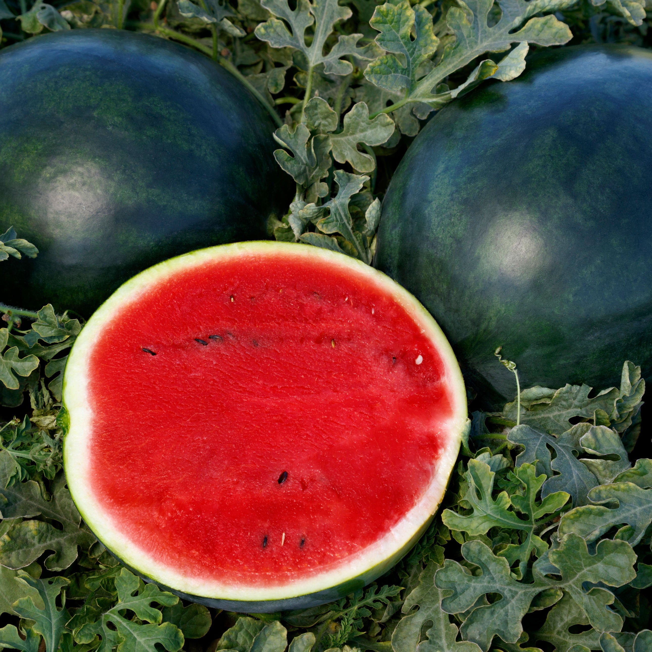 Watermelon Sweetie Pie Hybrid - Plants Seeds