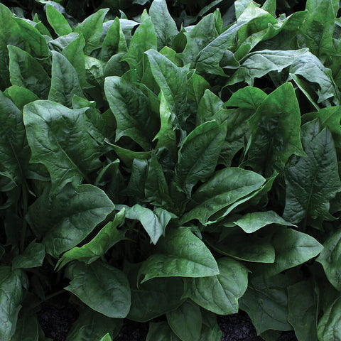 Imperial Star Hybrid Spinach Seeds - Plants Seeds