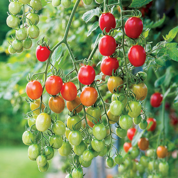 Celano F1 Grape Tomato Seeds