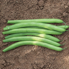 Antigua Organic Bush Bean Seeds (M)&nbsp;1/4&nbsp;lb - Seedsplant
