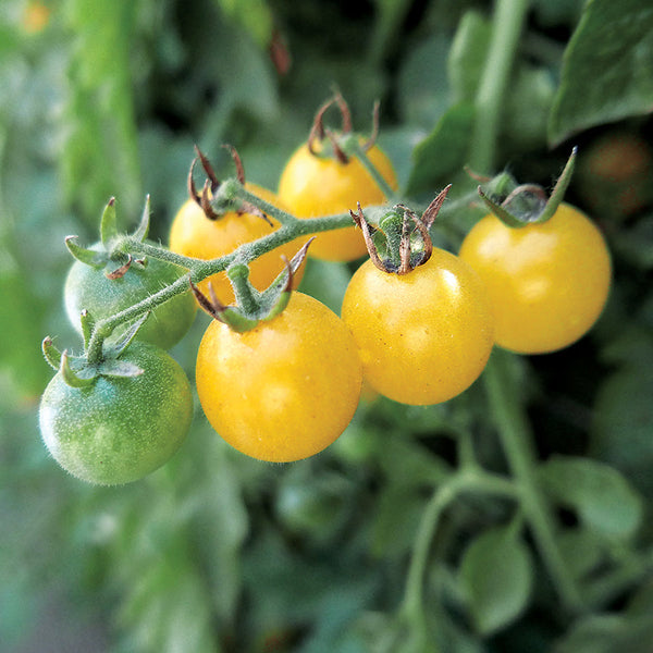Fire Fly Tomato Seeds