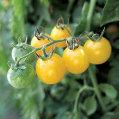 Fire Fly Tomato Seeds - Plants Seeds