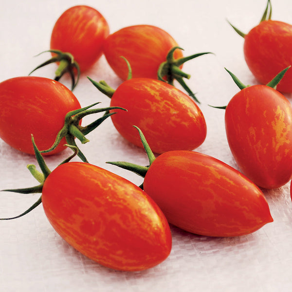 Red Torch Tomato Seeds