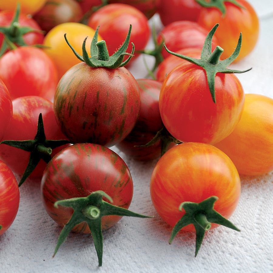 Artisan&trade; Bumble Bee Mix Organic Cherry Tomato Seeds - Seedsplant