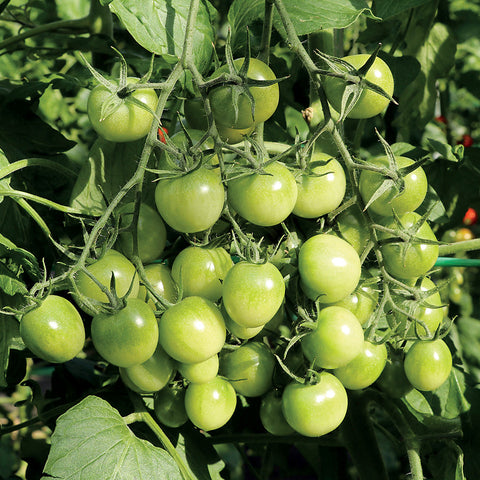 Tomato Sungreen - Plants Seeds