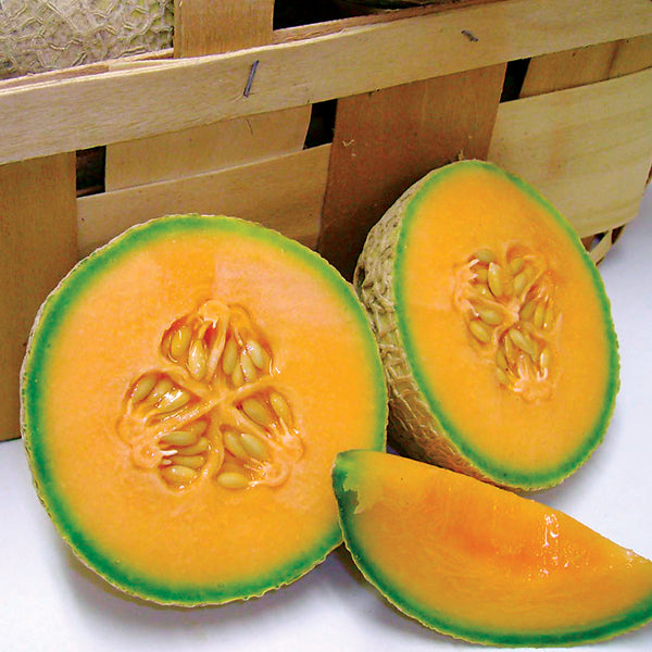 Melon Cantaloupe Sugar Cube Hybrid Seeds