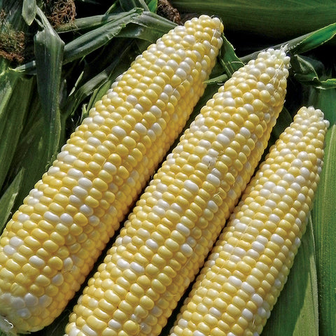Corn Allure (bicolor) - Plants Seeds