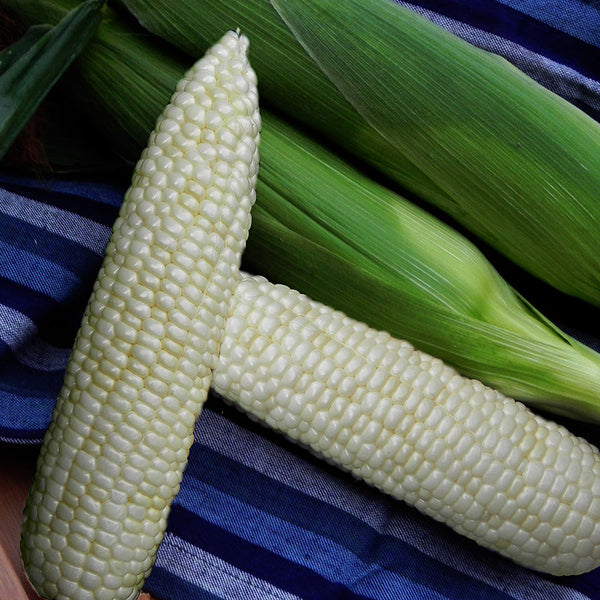 Corn Illusion (white)