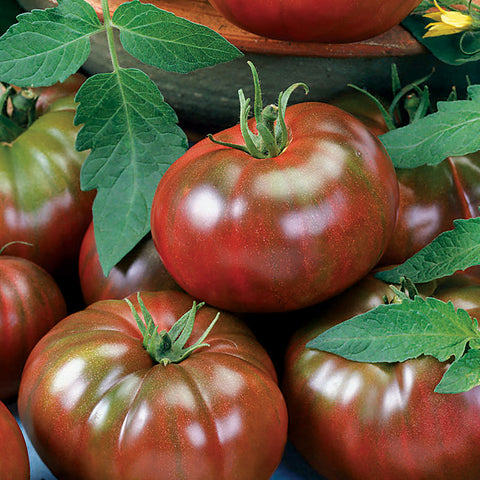 Chef's Choice Black Tomato Seeds - Seedsplant