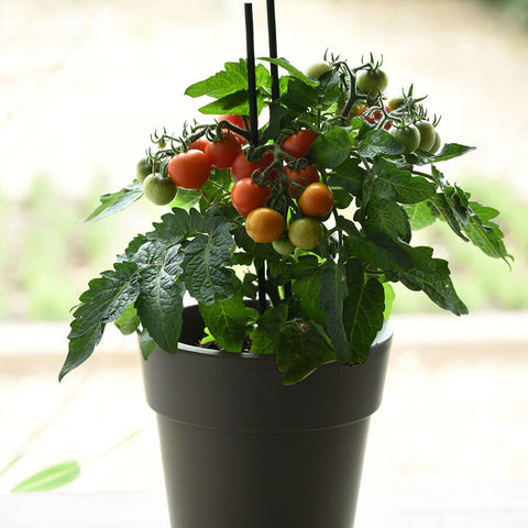 Red Velvet Cherry Tomato Seeds - Plants Seeds