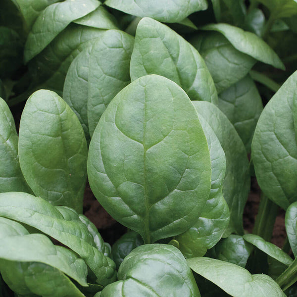 Tundra Hybrid Organic Spinach Seeds