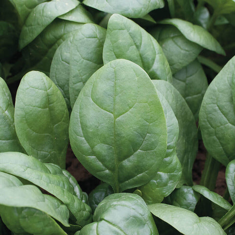 Tundra Hybrid Organic Spinach Seeds - Plants Seeds