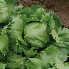 Dillon Iceberg Organic Lettuce - Seedsplant