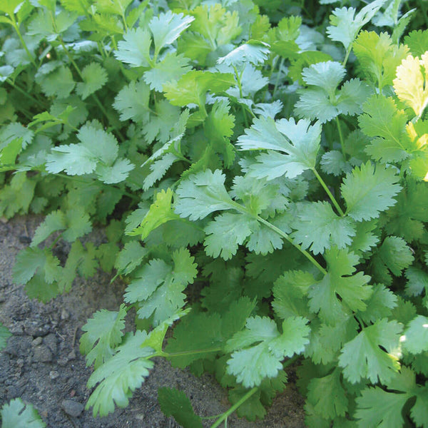 Cilantro Marino Organic Seeds