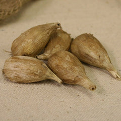 Grand Freesia Bulbs Growing Bonsai Roots Rhizomes Corms Tubers Potted Planting Reblooming Fragrant Garden Species Blooms Flower Seeds Plant Gardening