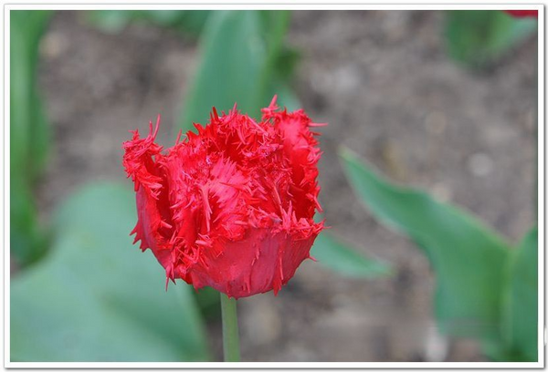 Tulip “Barbadosâ€?Fragrance Tulip Bulbs Rare Variety Yard Garden Spring Plants Home Balcony Bonsai Easy to Grow