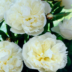 Peony Rose Seedlings Flower Seeds Perennial Growing Bonsai Corms Tubers Potted Planting Reblooming Fragrant Garden Roots Rhizomes Species Blooms Plant Bulbs Gardening Tree