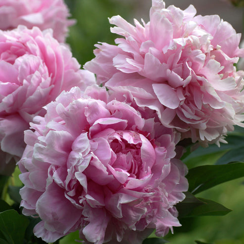 Bernhardt Rose Seedlings Flower Seeds Perennial Growing Bonsai Corms Tubers Potted Planting Reblooming Fragrant Garden Roots Rhizomes Species Blooms Plant Bulbs Gardening Tree - Seedsplant