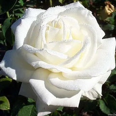 Lomonosov Rose Seedlings Flower Seeds Perennial Growing Bonsai Corms Tubers Potted Planting Reblooming Fragrant Garden Roots Rhizomes Species Blooms Plant Bulbs Gardening Tree