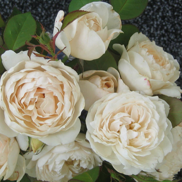 Rpulse Rose Seedlings Flower Seeds Perennial Growing Bonsai Corms Tubers Potted Planting Reblooming Fragrant Garden Roots Rhizomes Species Blooms Plant Bulbs Gardening Tree