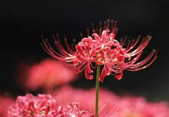 Gorgeous Lycoris Spider Lilies Bulbs Radiata Hurricane Lily Cluster Amayllis Growing Bonsai Roots Rhizomes Corms Tubers Potted Planting Reblooming Fragrant Garden Species Blooms Flower Seeds Plant Gardening - Seedsplant