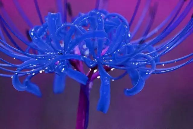 blue spider lily seeds Blue Lycoris Spider Lilies Bulbs Radiata Hurricane Lily Cluster Amayllis Growing Bonsai Roots Rhizomes Corms Tubers Potted Planting Reblooming Fragrant Garden Species Blooms Flower Seeds Plant Gardening