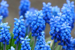 Perennial Blue Grape Hyacinth Bulbs Stunning Flowers Weeding Spectacular Hyacinth Seeds Garden Fragrant Flowers Seeds Plants Home Balcony Bonsai